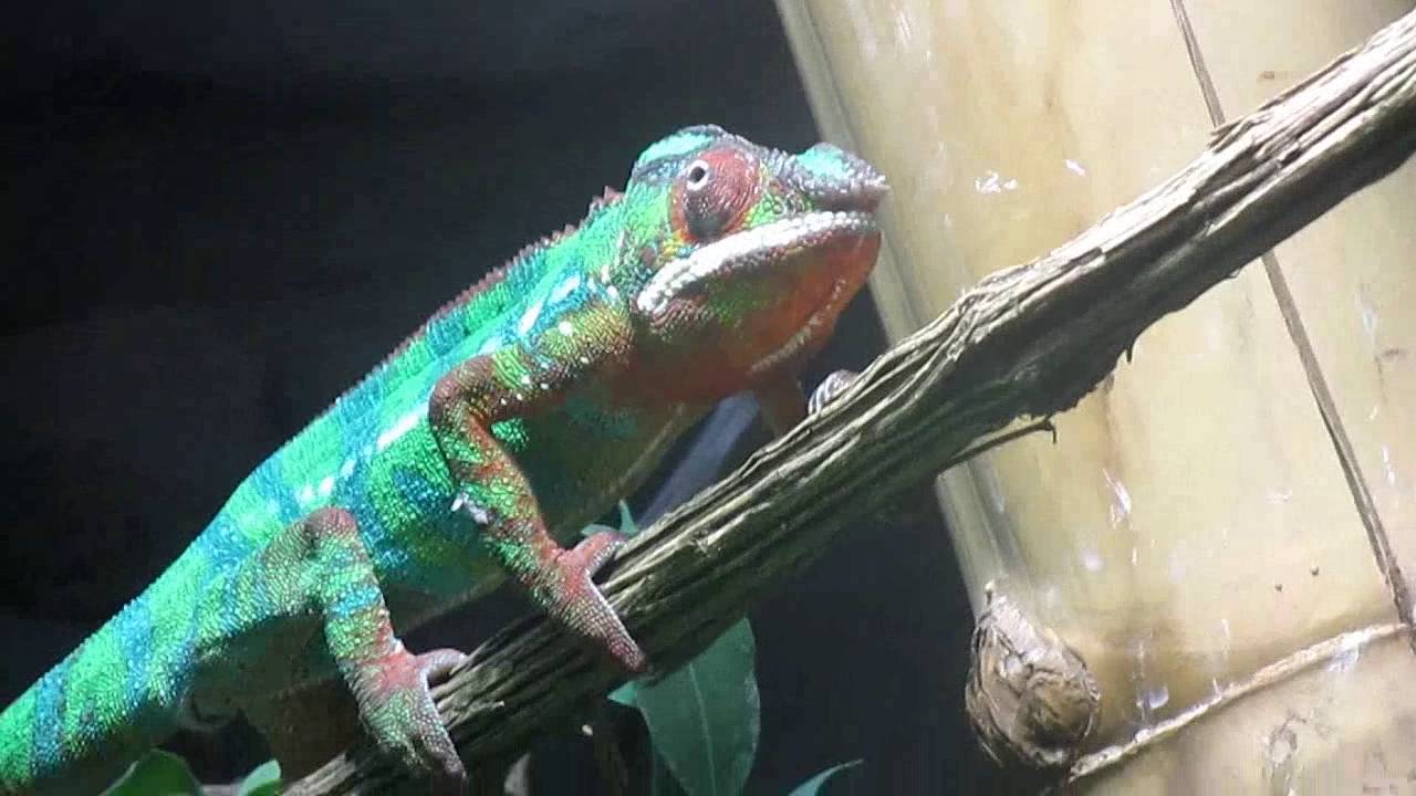 Herpetarium ZOO w Warszawie -  część I