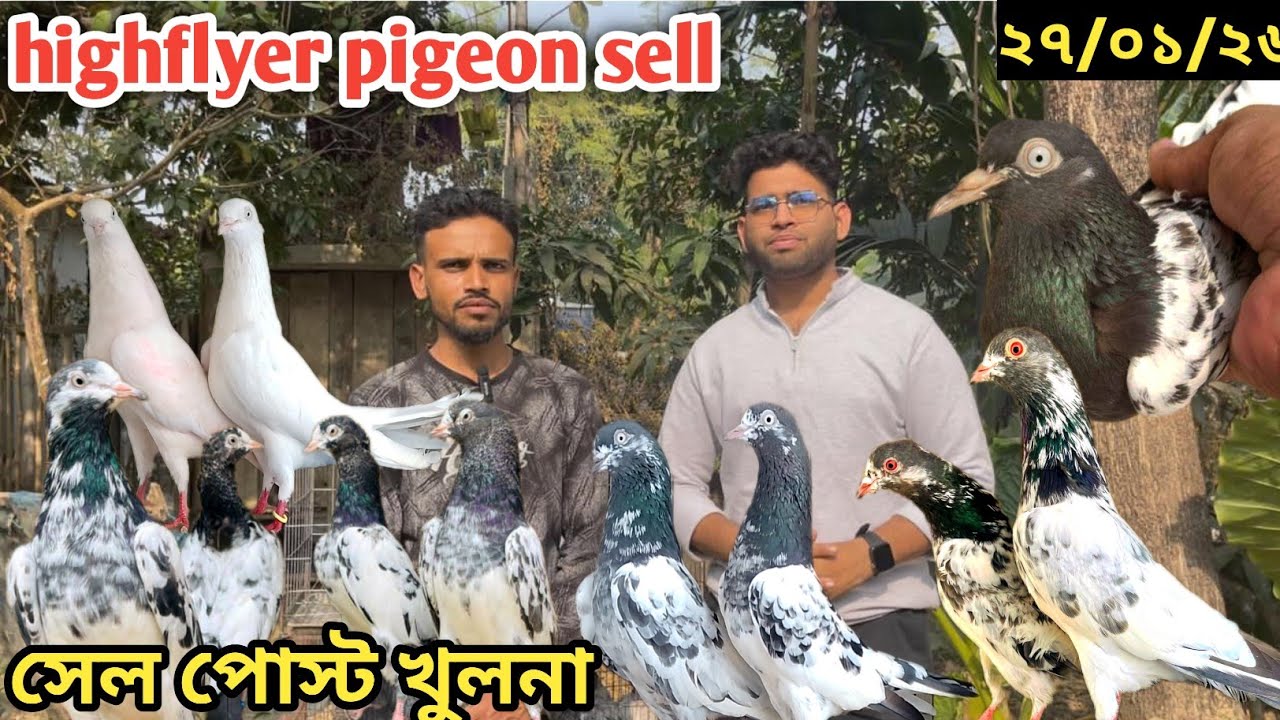 highflyer kobutor loft |কবুতর বিক্রি হবে pakistani kobutor #pigeon#highlights@pigeonshop20আরিয়ান ভাই
