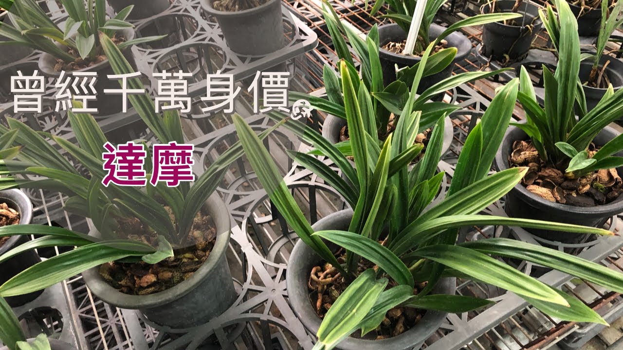 千萬身價的蘭花？ 對了 他曾經是有千萬身價的蘭花 達摩報歲蘭