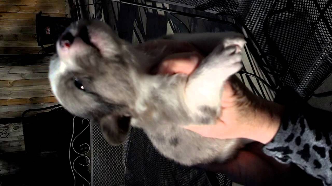 Ollie at 3 wks- trying to talk ;)