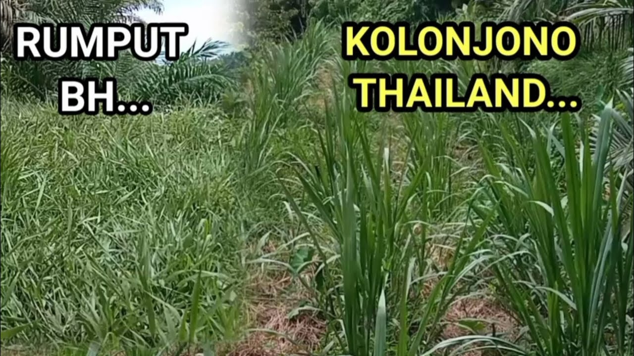 KOLONJONO THAILAND, KOLONJONO SUPER