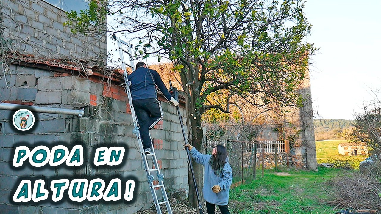 PODA en el NARANJO GIGANTE para arreglar el VIEJO TEJADO en la NUEVA FINCA! 🍊🏠