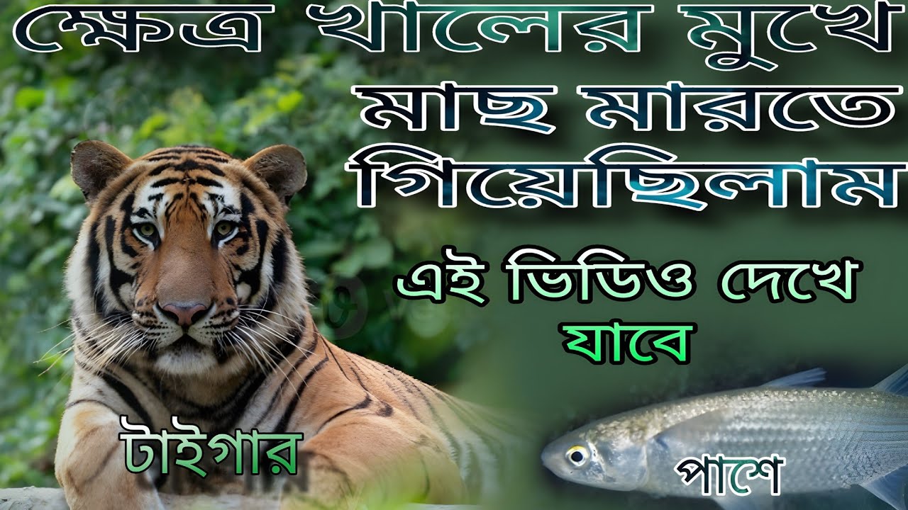 আজ ক্ষেত্র কালের মুখে মাছ ধরিতে গিয়েছিলাম কাছে মাস এই ভিডিও সবাই দেখে যাবে 🐟🐟