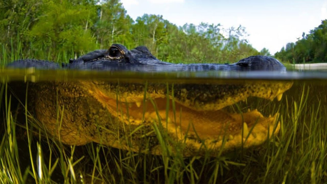 What Lives Below The Mississippi River?