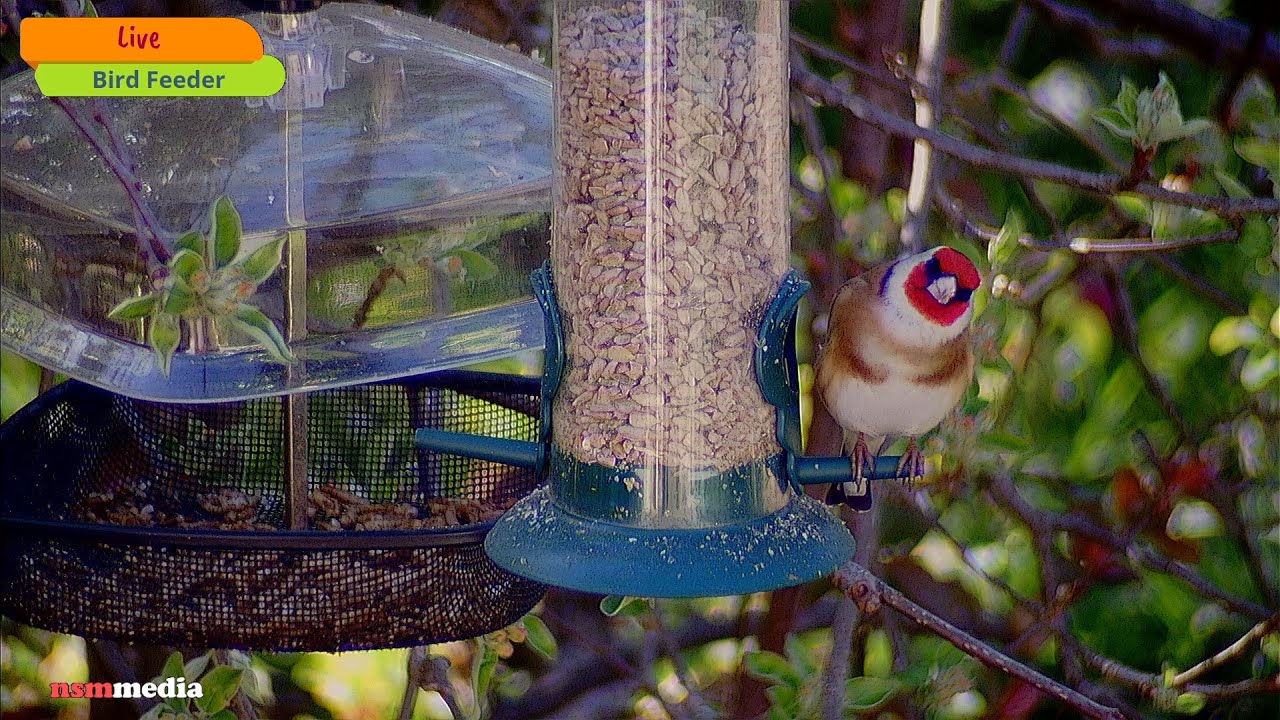 UK Bird Feeder Livestream