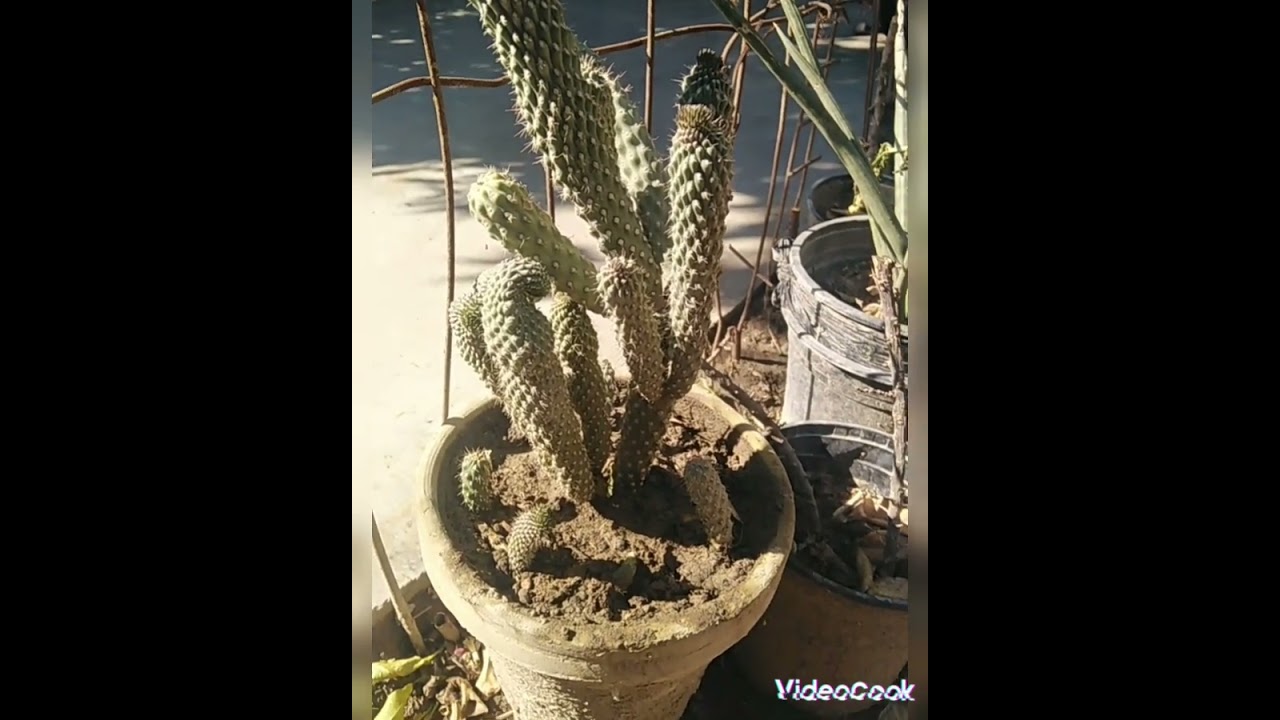 صبار ابرة حواء.. opuntia.