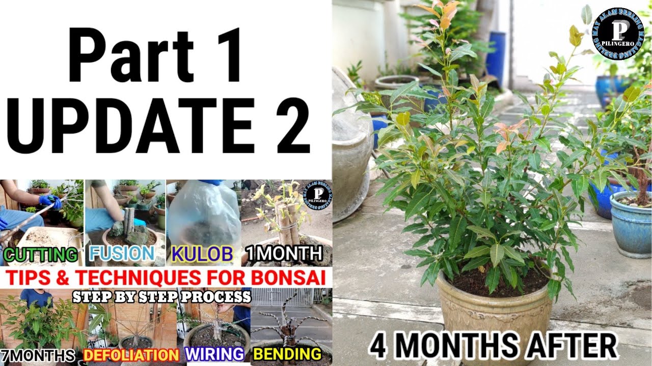SECOND UPDATE FOR TECHNIQUES FOR BONSAI PART 1 ( Re-wiring, Re-defoliation, and Anchoring )