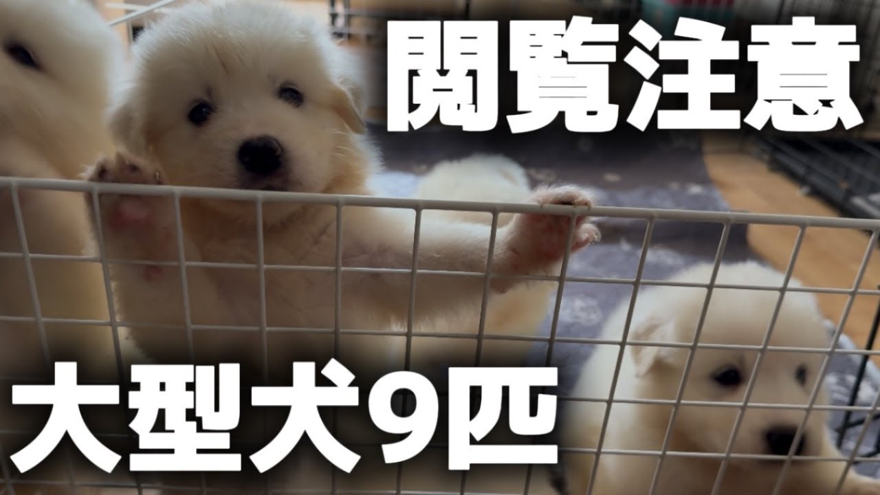 自由すぎる子犬9匹が可愛すぎましたw【サモエド】【グレートピレニーズ】【子犬】