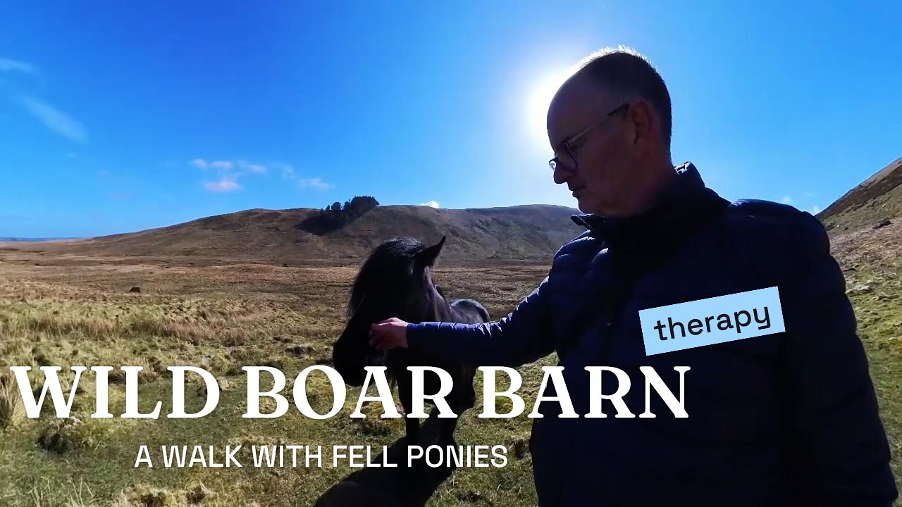 Wild Boar Barn walk with fell ponies #Insta360X3 #djimini3pro #capcut