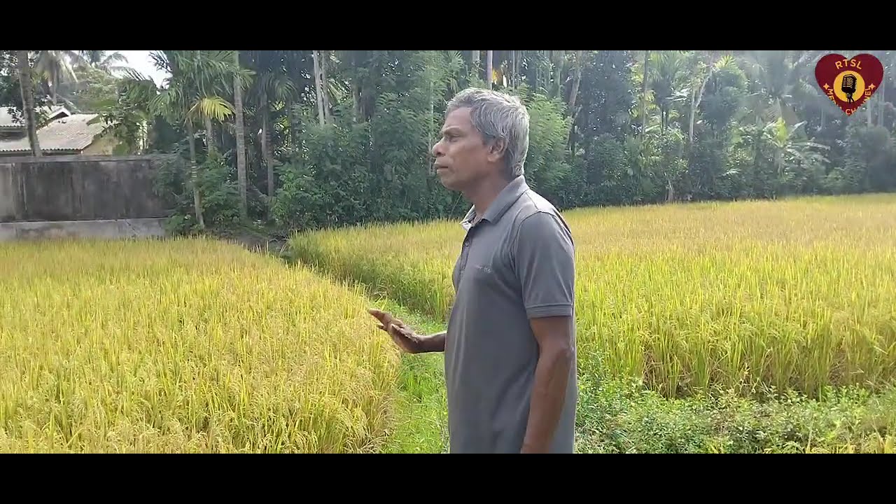 ගොවි මහතුනි! රන් අස්වනු ගෙට ගන්න නම්.....