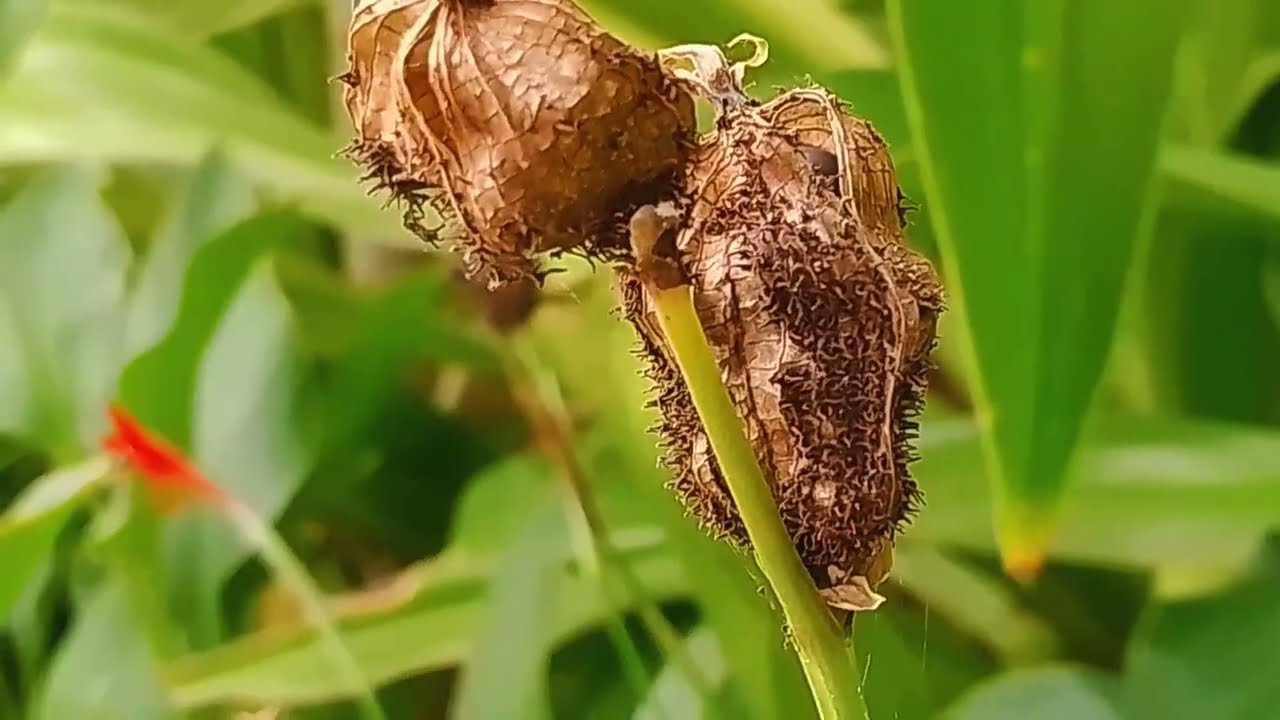 canna indica or Indian shot or african arrowroot or edible canna plant