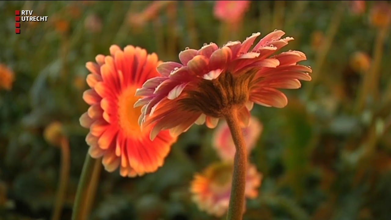 Windhoos richt ravage aan bij bloemenkweker in Mijdrecht [RTV Utrecht]