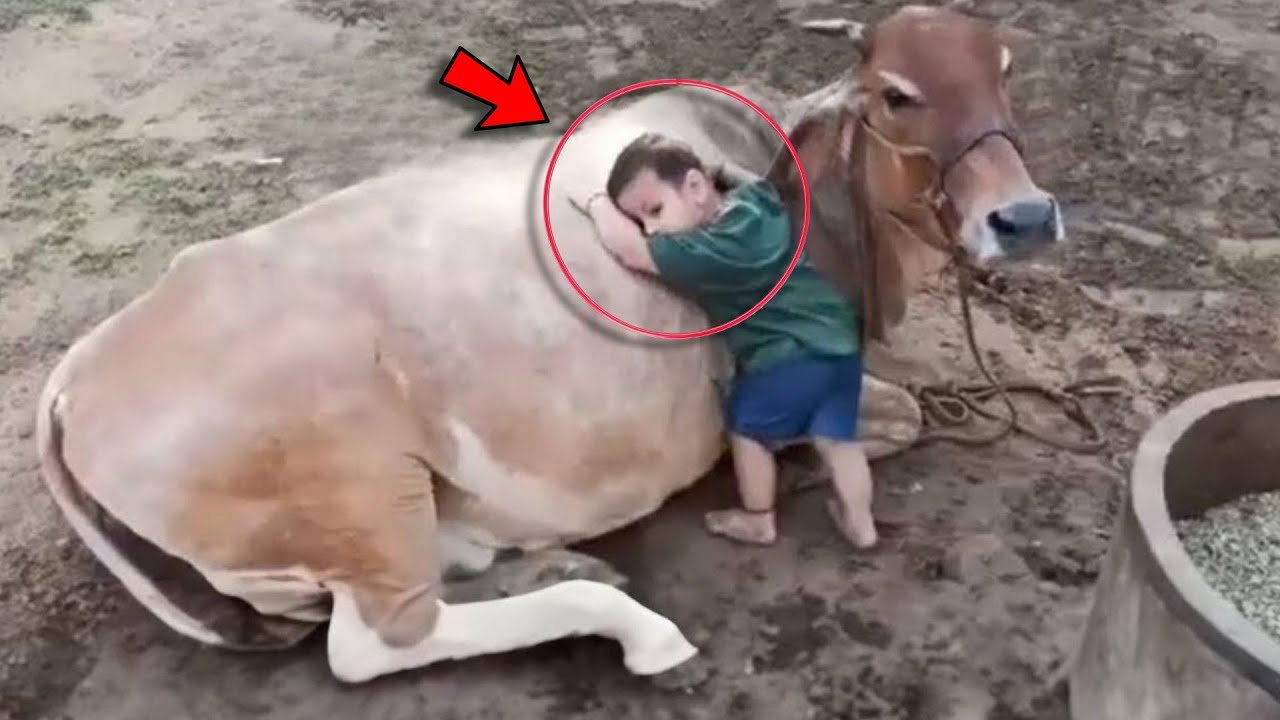 Каждый день ребенок ложился на корову, следуя за ним и узнав причину, они были шокированы