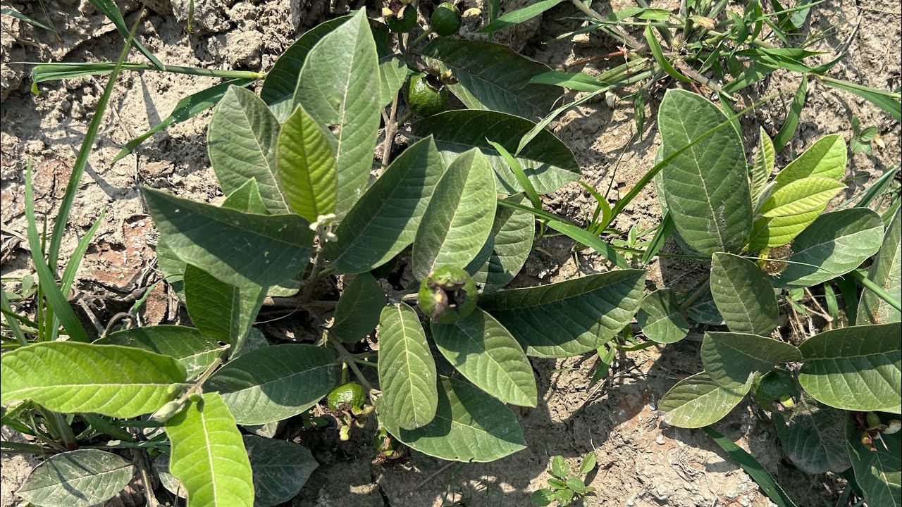 ताइवान  पिंक अमरूद 6 महीने में फल देने वाला अमरूद TAIWAN PINK GUAVA 