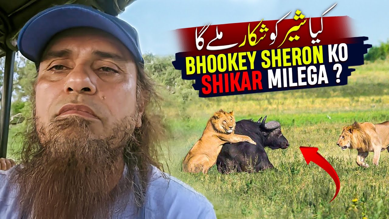 Будет ли команда Bhookey Lions обучена за 3 дня? - Видеоблоги муфтия Тарика Масуда