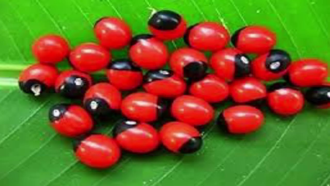 FAIDA ZA MTI WA ROSARY