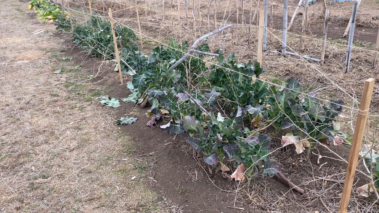 【廃材や剪定枝を利用した鳥対策】　＊ブロッコリー・スティックセニョールに＊