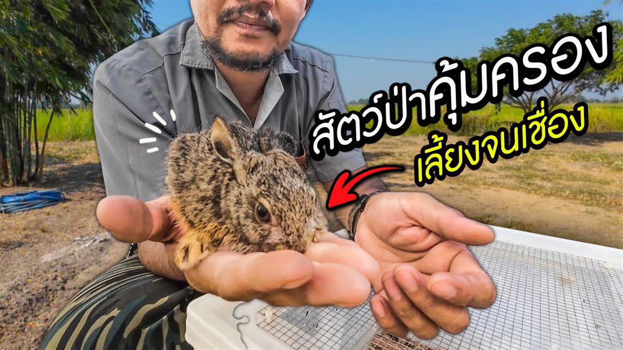 เจอลูกกะต่ายป่า  น่ารักมาก 