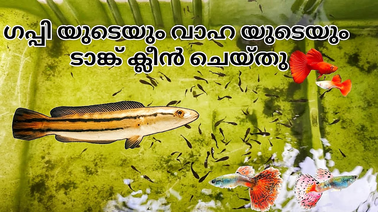 പുലിവാഹ പെട്ടെന്ന് വലുതായി ഞാൻ ഇന്ന് ടാങ്ക് ക്ലീൻ ചെയ്തു