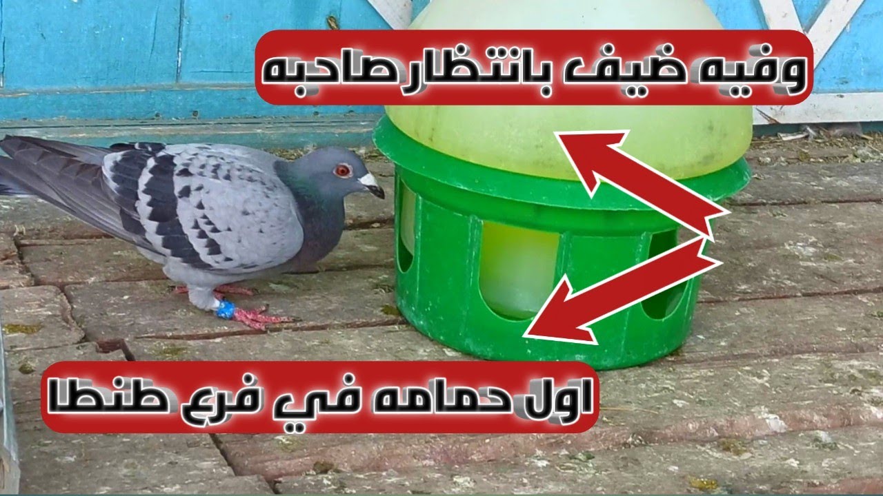 محطه نجع حمادي محطه ناشفه علي مستوي الجمهوريه وربنا يوفق الجميع (لحظه وصول الحمام الزاجل)