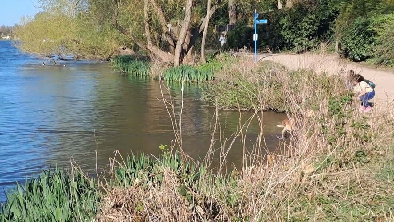 Belgian Shepherd swimming