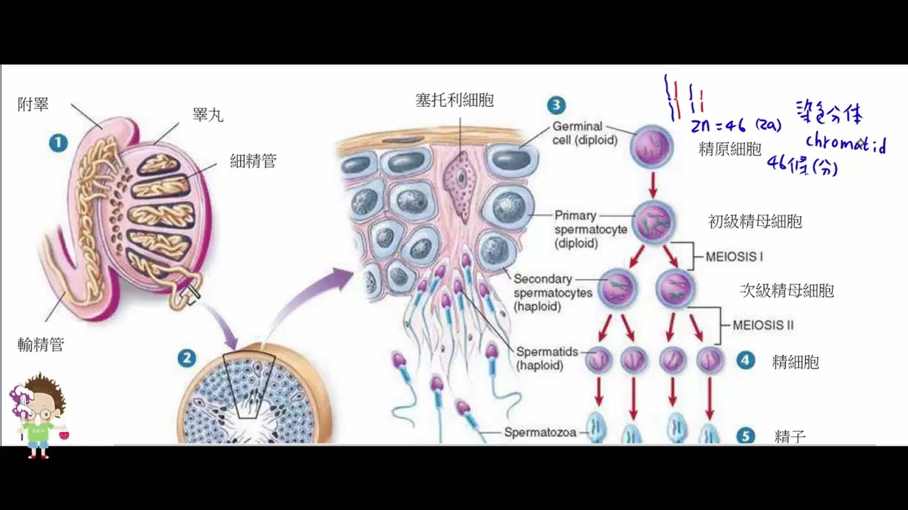 高中生物 選修生物III 精子的形成【莫斯利高中自然科教學網】