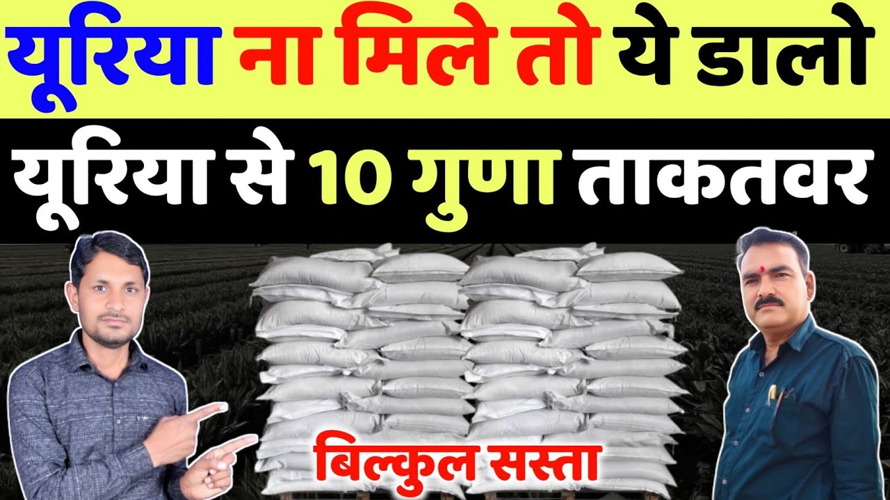 यूरिया खाद को भूल जाओगे इस खाद को डालने के बाद UREA से 10 गुना ताकतवर खाद | urea ki jagah kya dalen