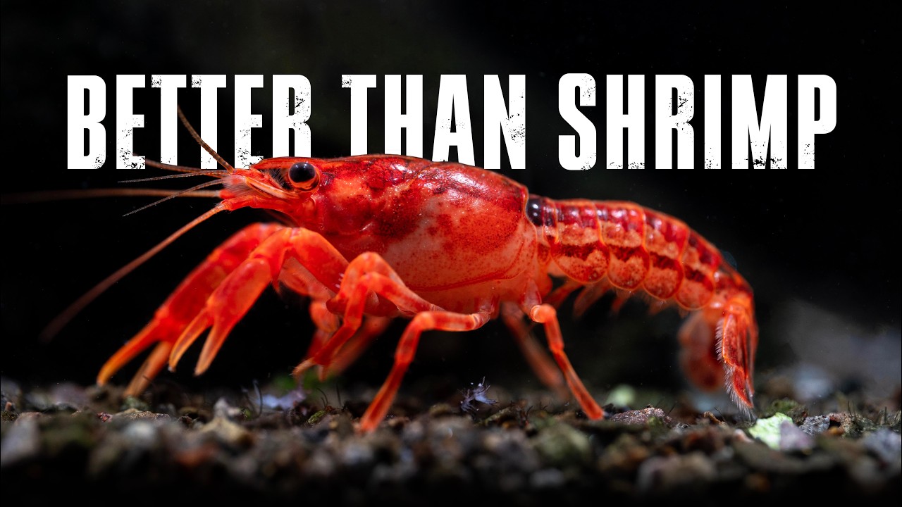 BREEDING HUNDREDS OF DWARF CRAYFISH
