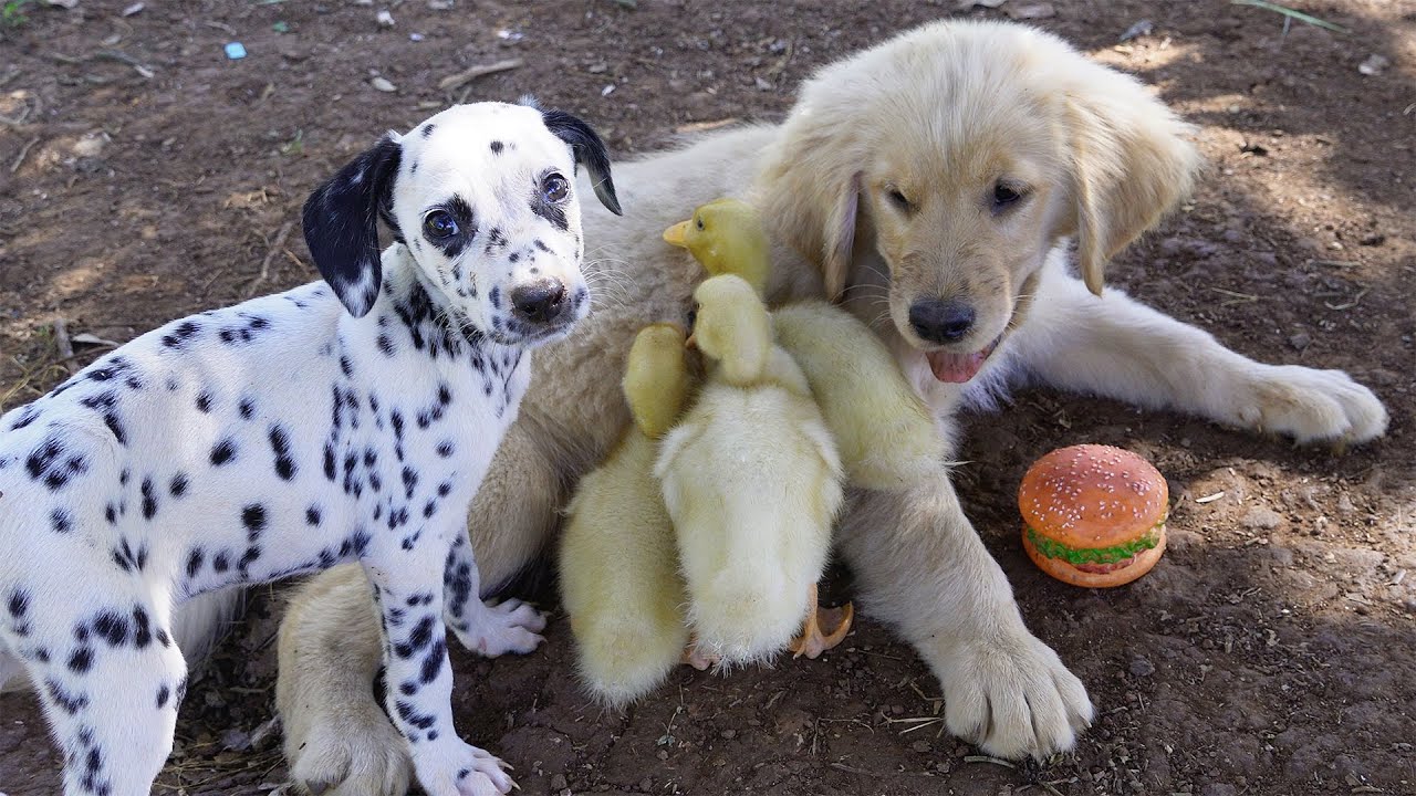 The Golden Retriever rescues and cares for lost ducklings, save them like his own family. So cute