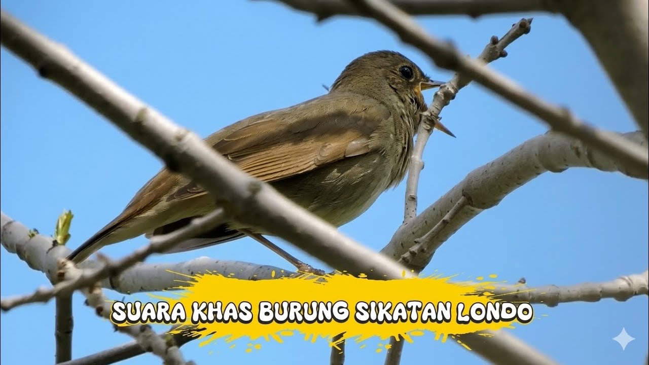 Ciri Khas Burung Sikatan Londo Yang Bersuara Merdu Dan Gacor Plong Di Alam Liar