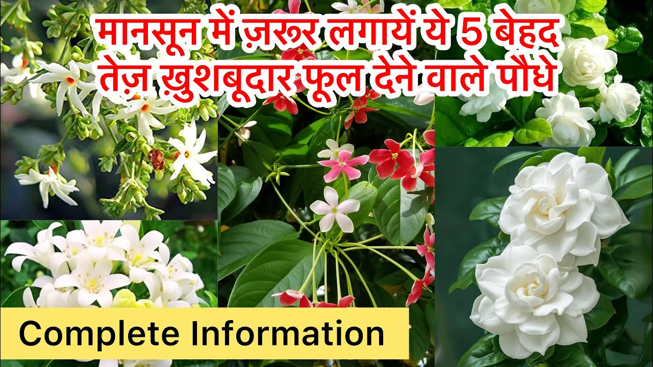 Top 5 Permanent flowering plant | Best fragrance flowering plants #floweringplants