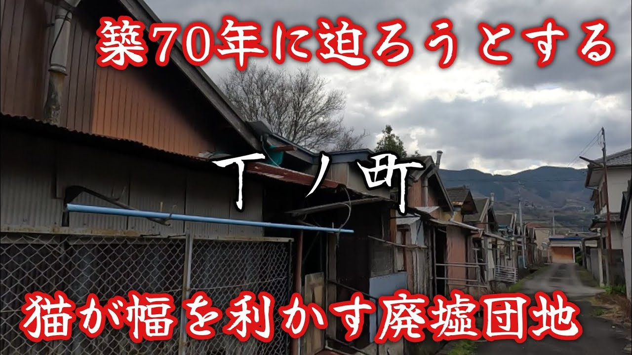 【丁ノ町】人は居ないが猫は居る。昭和30年代の建てられた木造平屋建ての町営住宅。A single-story wooden house built in the 1950s.