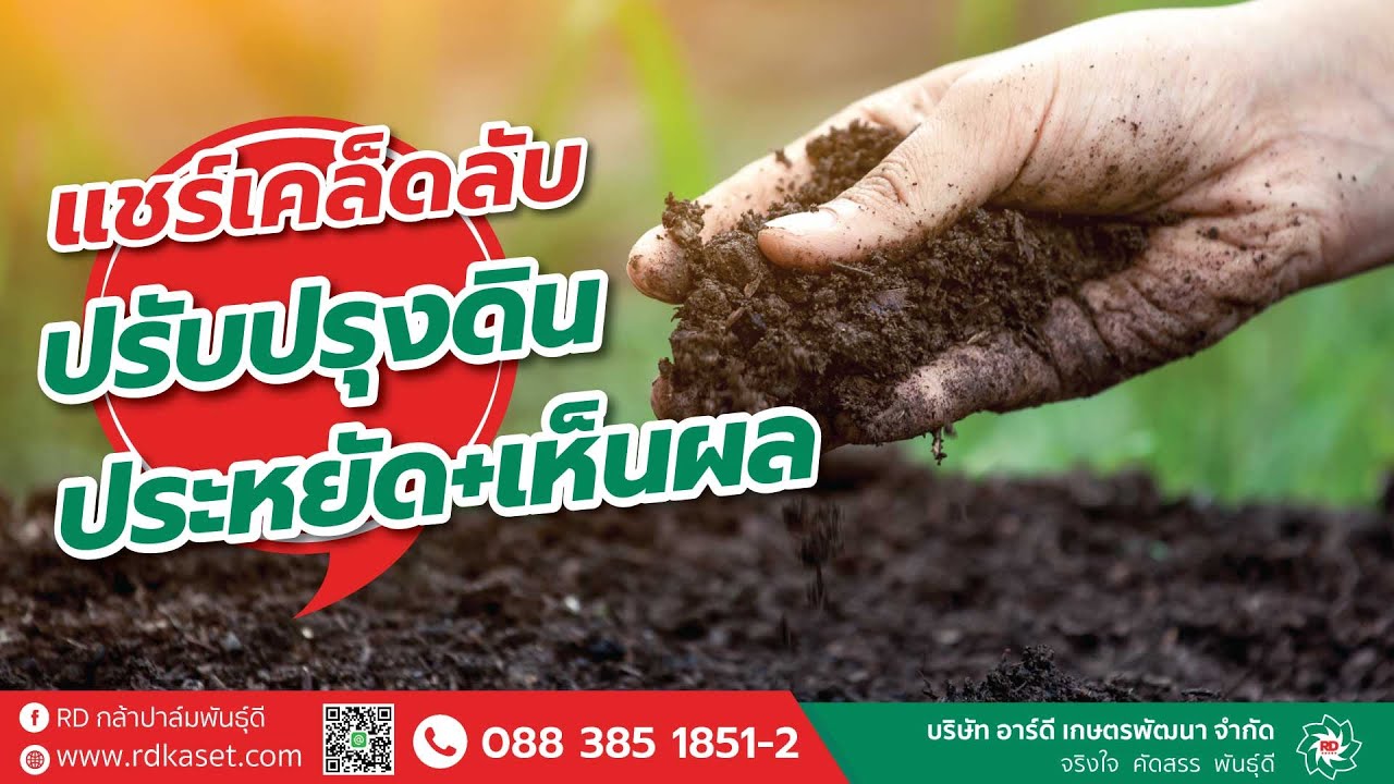แชร์เคล็ดลับปรับปรุงดิน ประหยัด+เห็นผล ในสวนปาล์มน้ำมัน