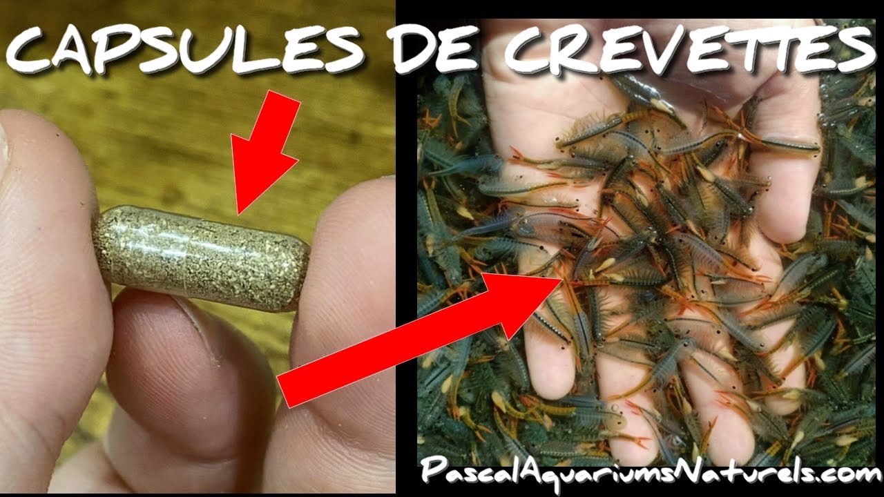CAPSULE DE FAIRY SHRIMP ! marc-del.com - Pascal Aquariums Naturels