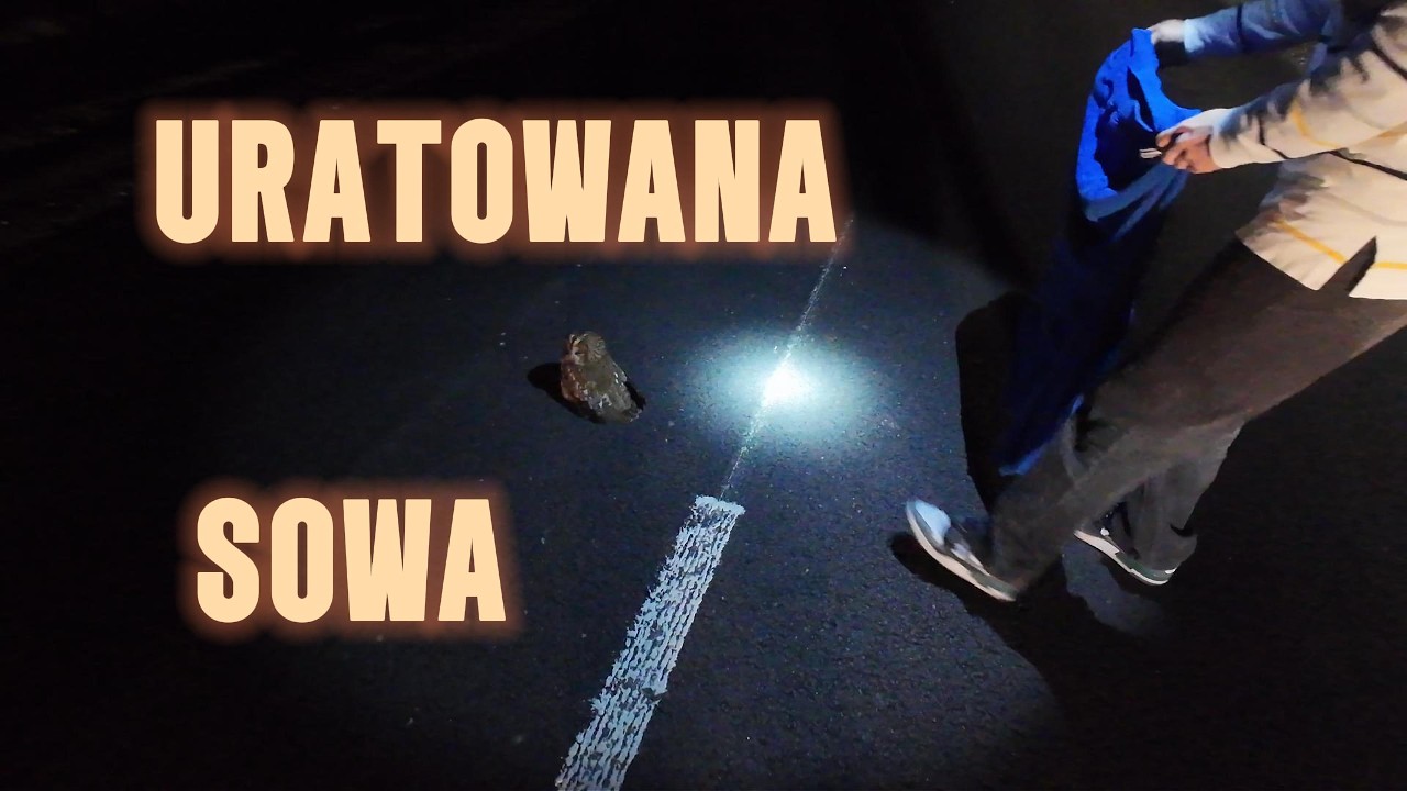Uratowałem sowę #sowa