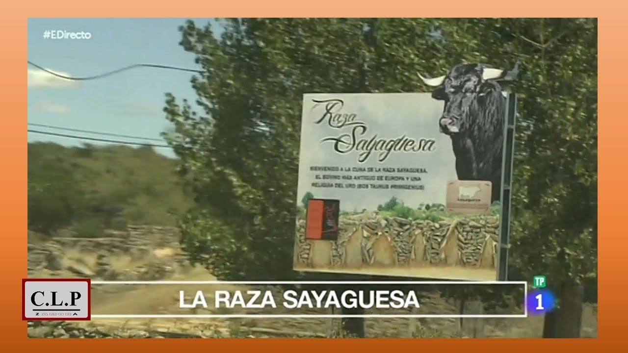 Raza Sayaguesa (Zamora). El prestigio de la carne. Repor TV