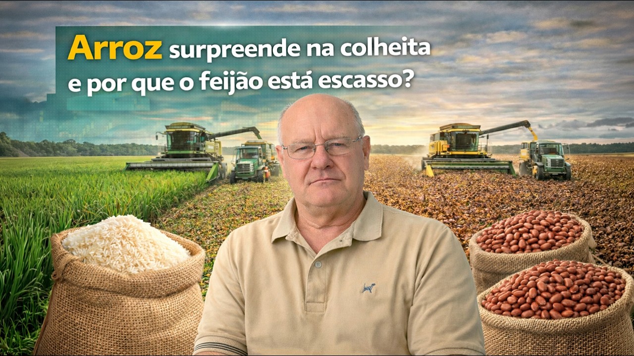 Arroz resiste na colheita enquanto feijão segue firme e escasso no mercado