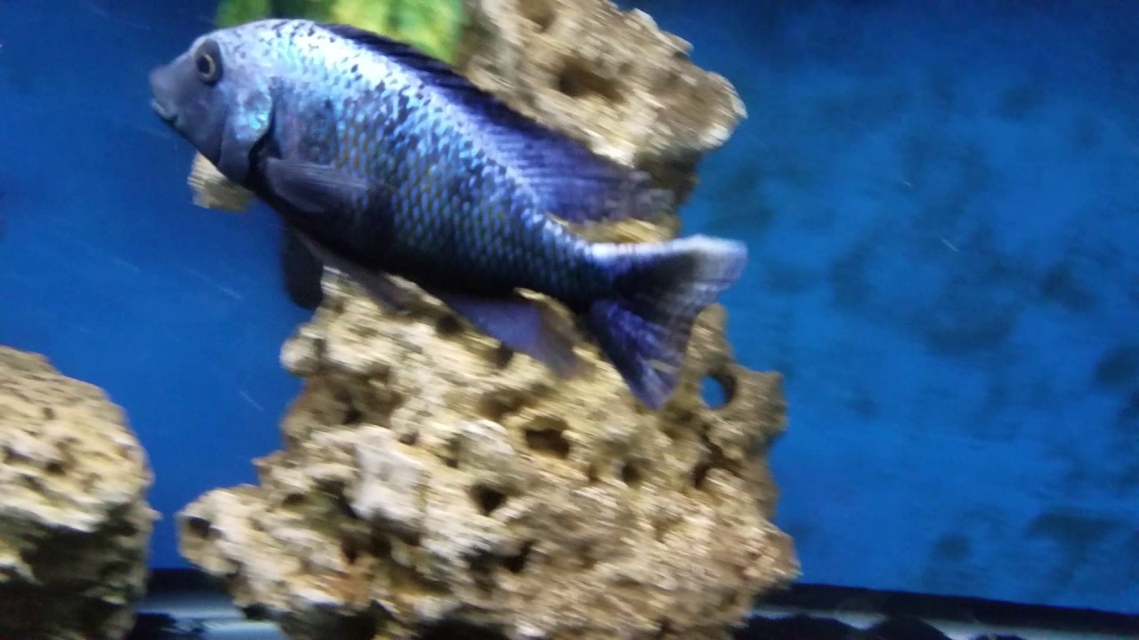 Why They're Called The Malawi Sand Diver