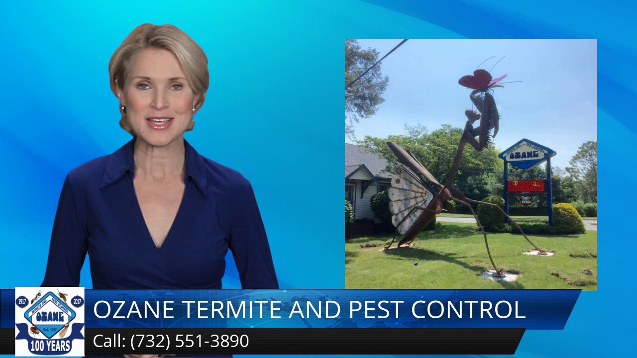 Termite Control Toms River NJ