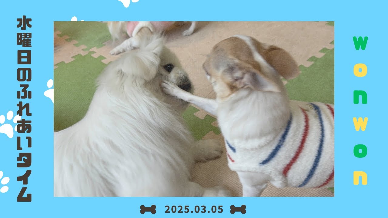 【犬の幼稚園】わんわんようちえん　水曜日のふれあいタイム