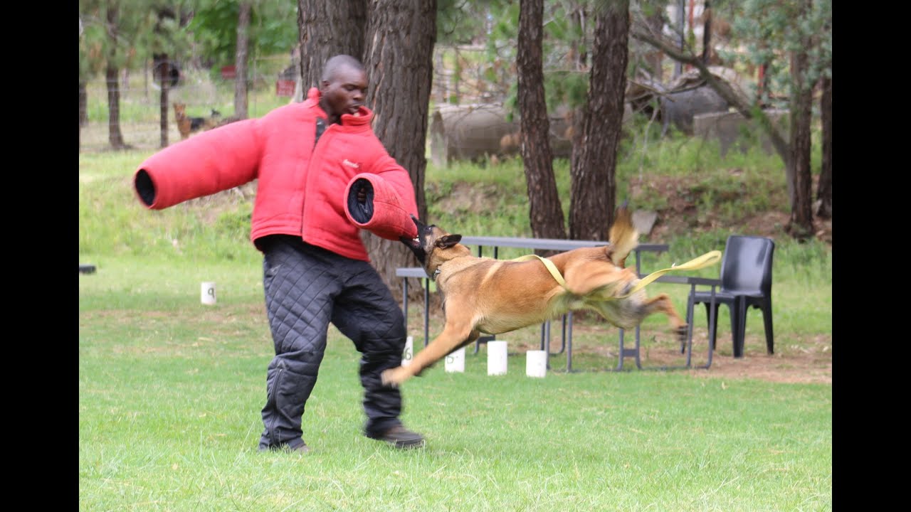 Aggression Work With Trained Security Dogs