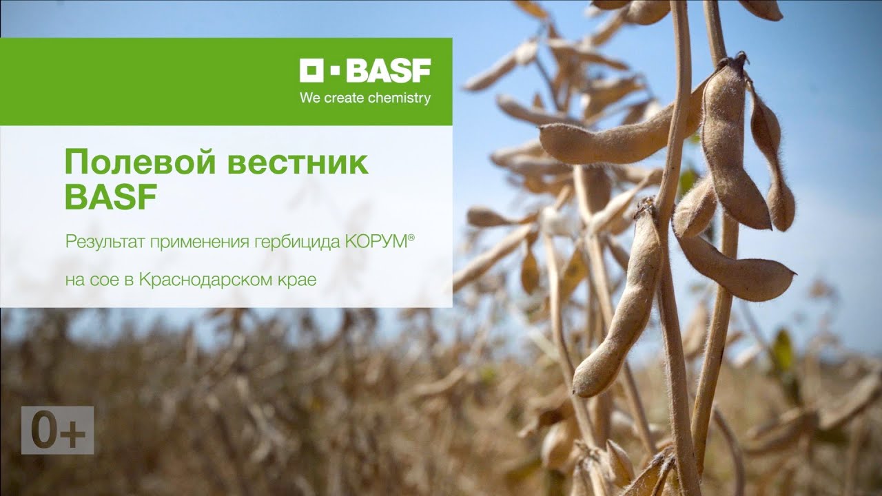 Полевой вестник BASF. Опыт применения КОРУМ&reg; в Краснодарском крае