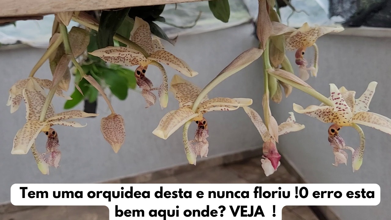 Dicas Dona Maria - Tem uma orquidea desta e nunca floriu !0 erro esta  bem aqui onde? VEJA  !