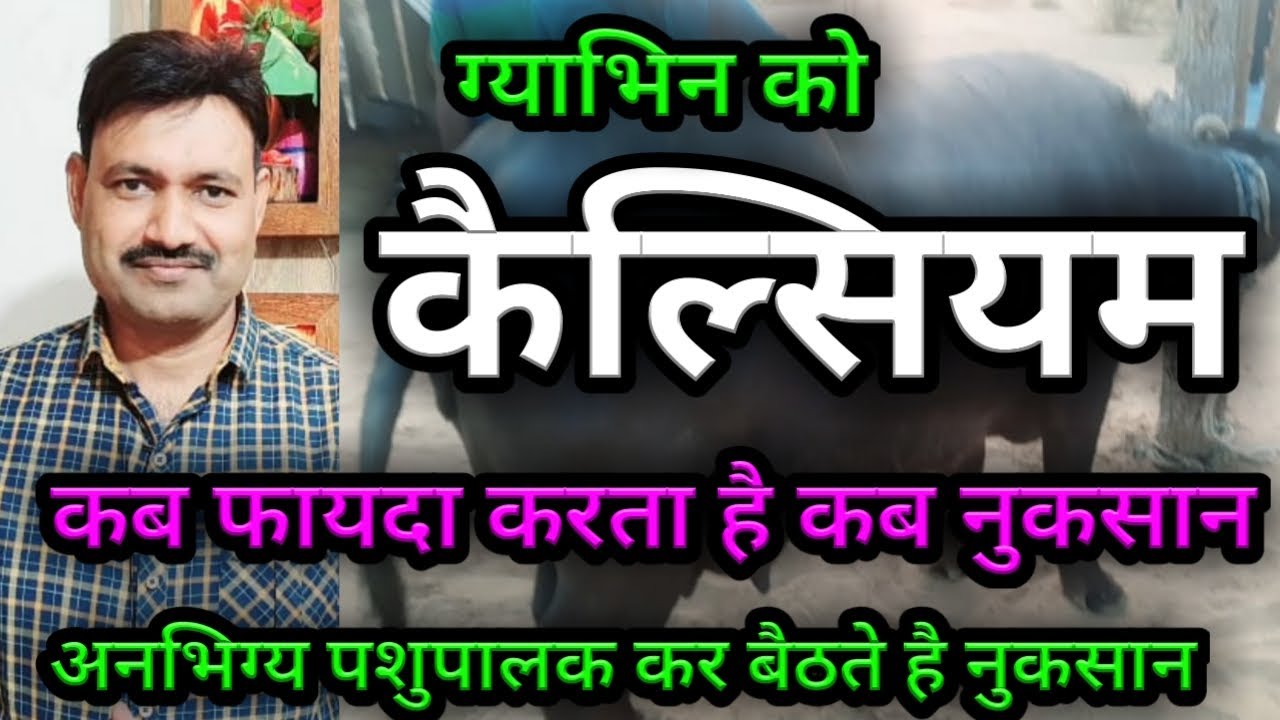 भैंस गाय को कैल्शियम कब दें कब नहीं Calcium For Pregnant Cow Buffalo  Ramawat