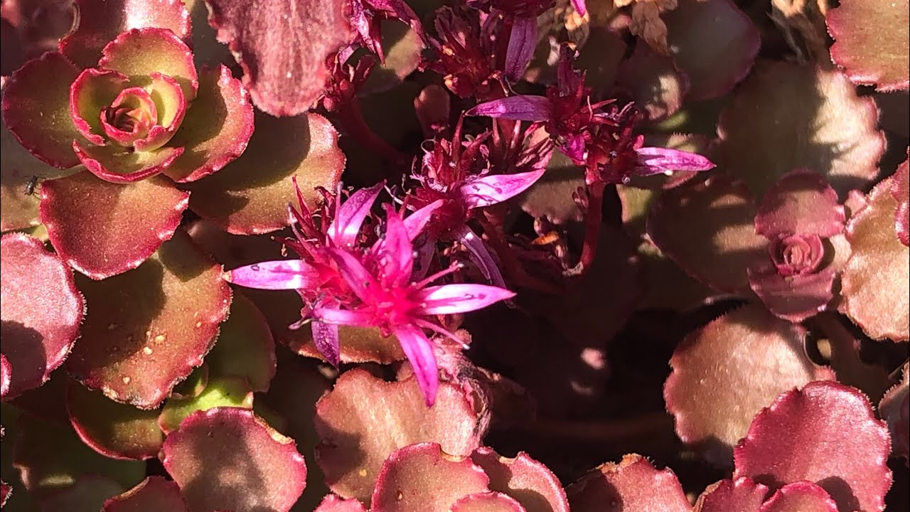 Planting Sedum Spurium: dragon‘s blood