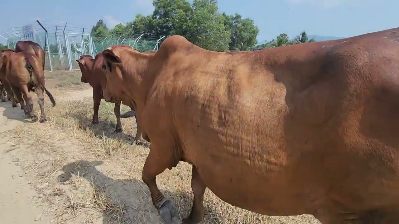  Cảnh lùa đàn bò về nhà nghỉ trưa giữa đồng quê phần 1| Herding Cows Home at Noon 🐄