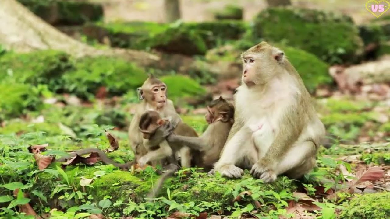 Member Briann  -Brighten Monkey ,Brindy  Monkey  Group  ~on July 22,2022/ VS .161 .. Amber Mk