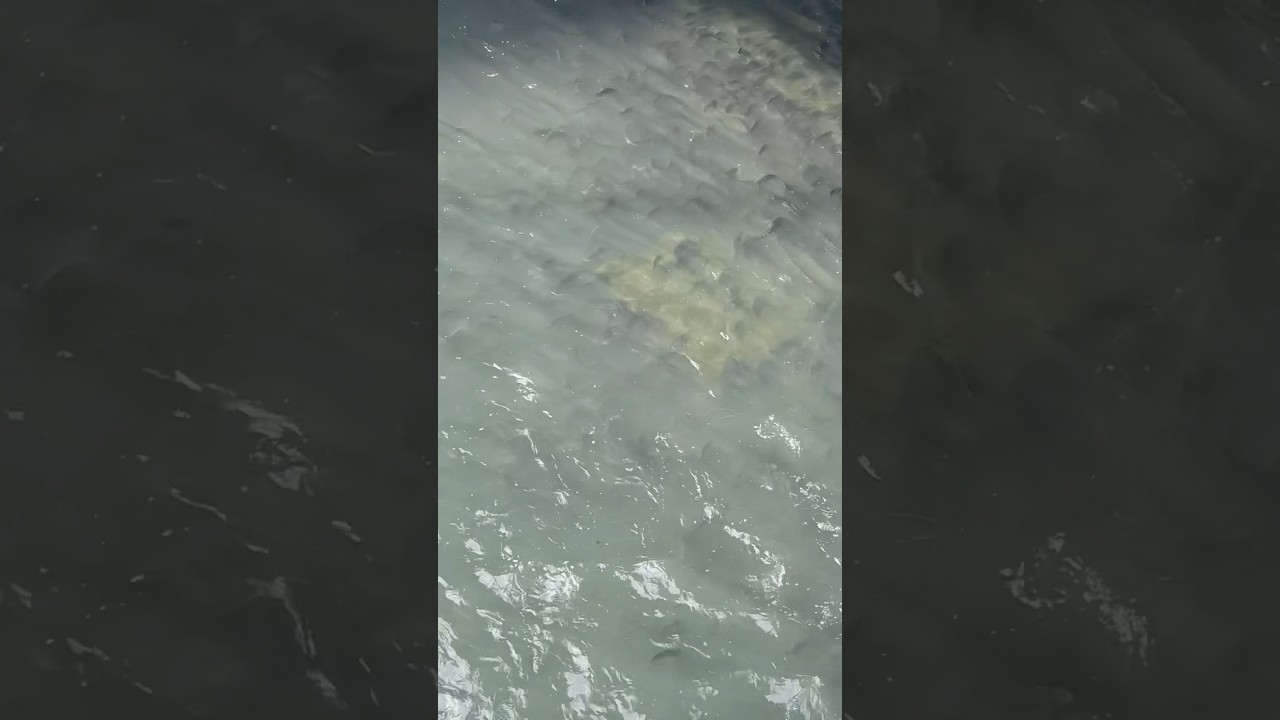 Ilog na pinamamahayan ng napakaraming isda