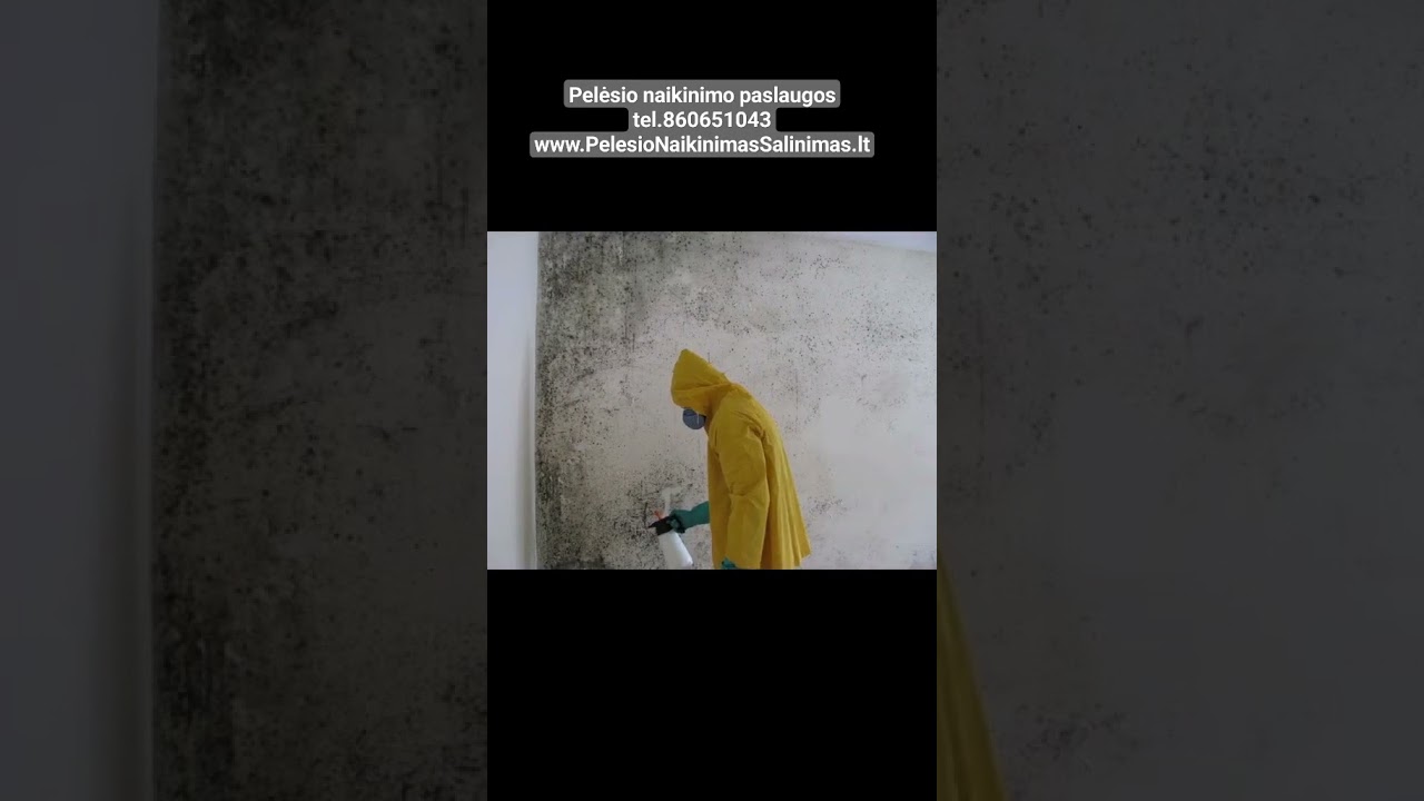Ar pelėsis yra pavojingas žmogaus sveikatai? #PelesioPavojus #pelesionaikinimopaslaugos #pelesis