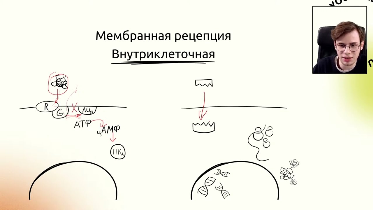 Гормоны, которые 100% спросят тебя на экзамене по физиологии